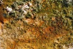 E47T2583S_primordial