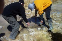 085_-_plate_placement