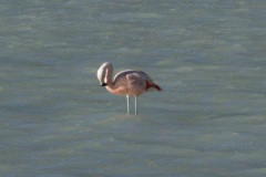 E47T2537_Flamingo
