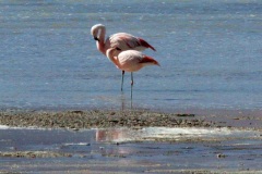 E47T2541S_Flamingos