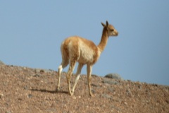 E47T2656S_vicuna