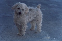 Licancabur2003_Snoopy