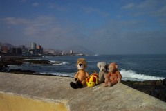 006_-_animals___coast