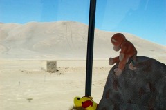 016_-_animals_out_window