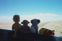 029_-_animals_looking_at_licanc