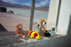 051_-_animals_and_temperature