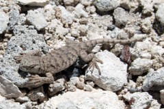 Laguna_Lizard_Two_Inches