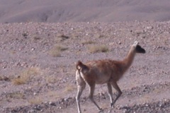 Guanaco_trotting_off