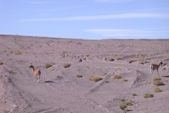 Guanacos