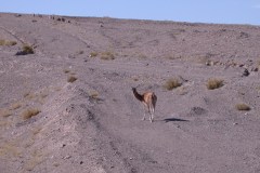 Guanacos_2