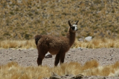 Guanacos_babe