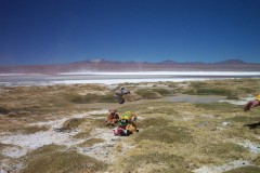 055_-_flying_squirrel